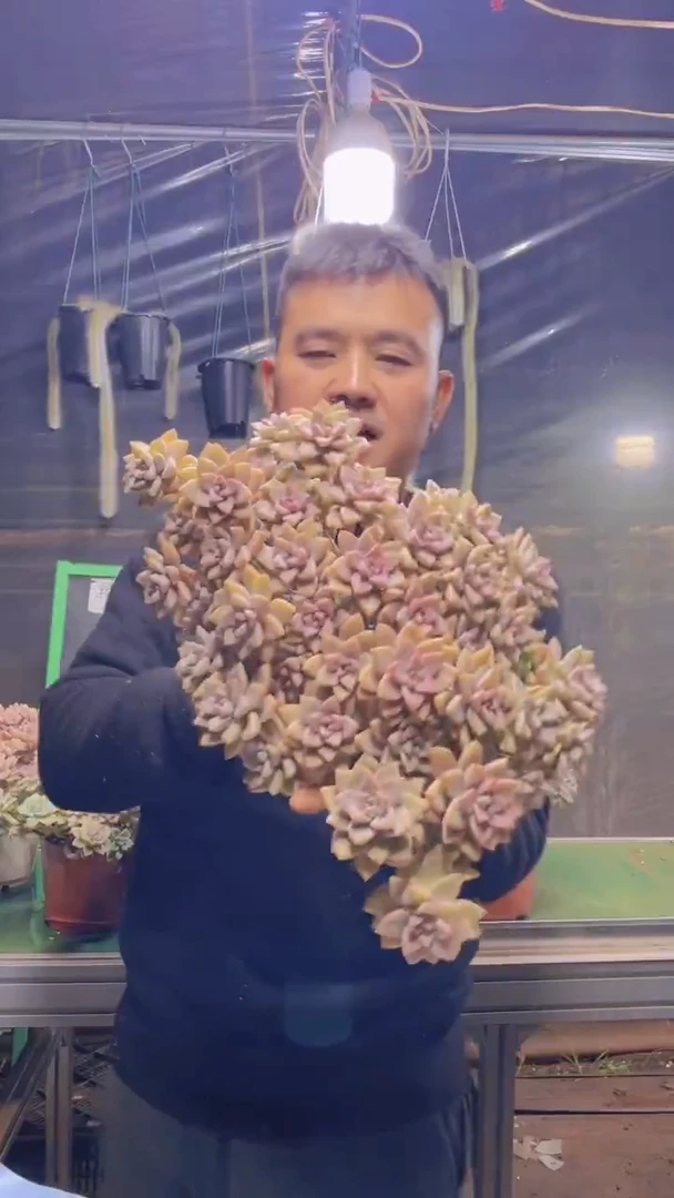 140淡雪缀化一物一拍