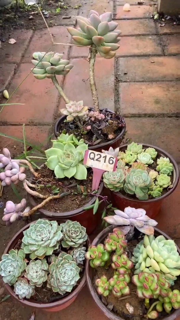 Q216多肉组合默认脱土发货