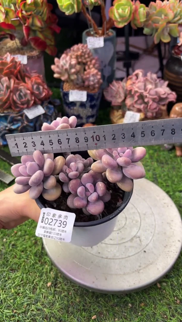 昆明印象多肉02739