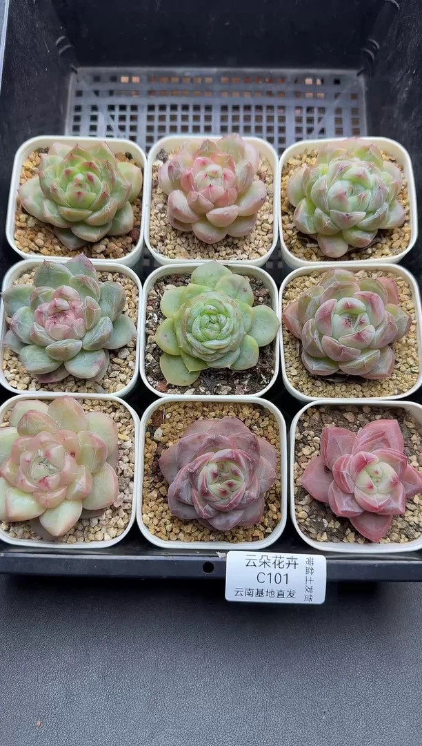 珍妮杂交多肉C101