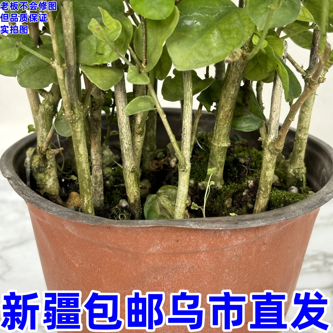 茉莉花--------苗盆栽带花苞九里香老桩驱蚊水培栀子花卉绿植物