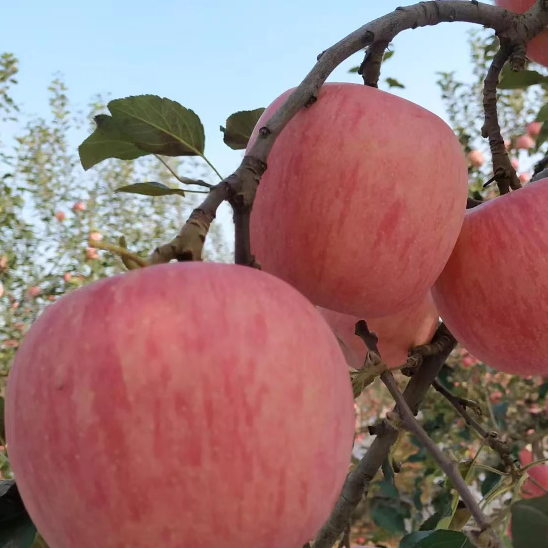 陕西红富士苹果头茬现摘现发脆甜可口汁水饱满