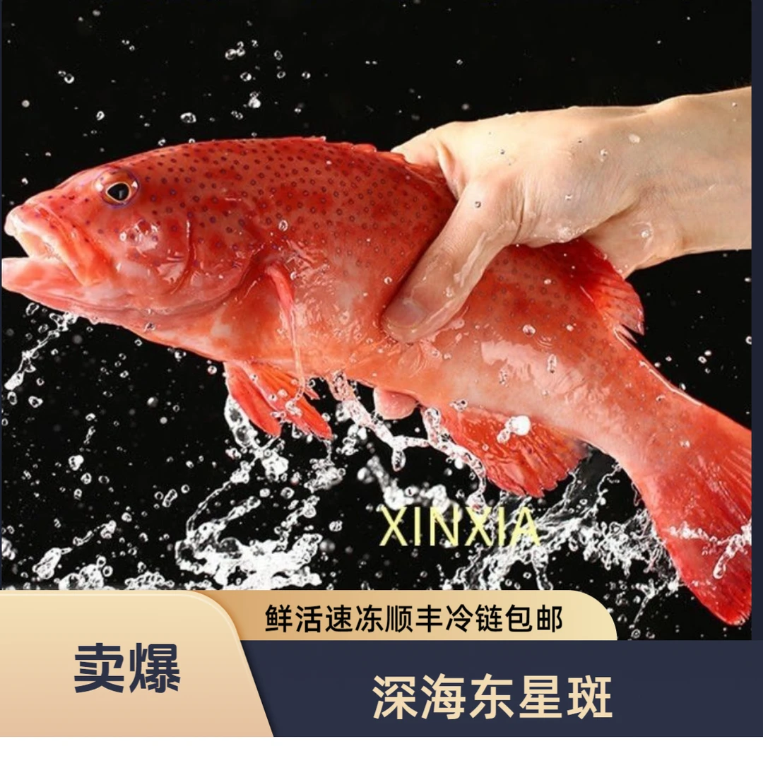 【当天现冻】正宗深海鲜活速冻东星斑红星石斑鱼老鼠斑龙趸鱼