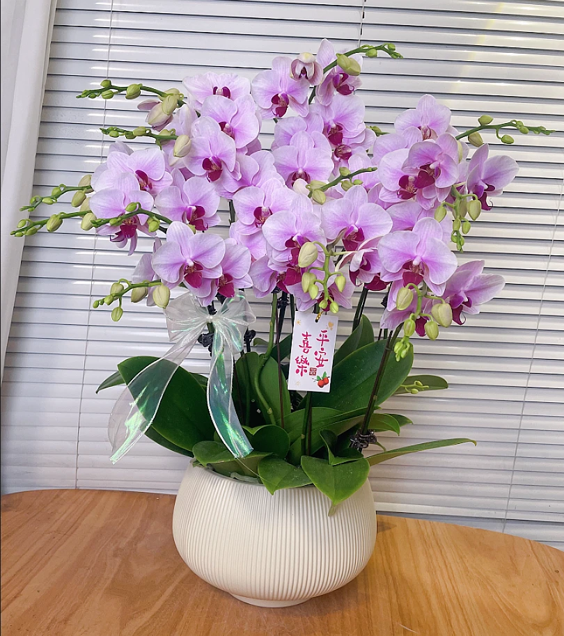 【洛神-蝴蝶兰】 高端鲜花 家居摆件 易养花期长 基地直发