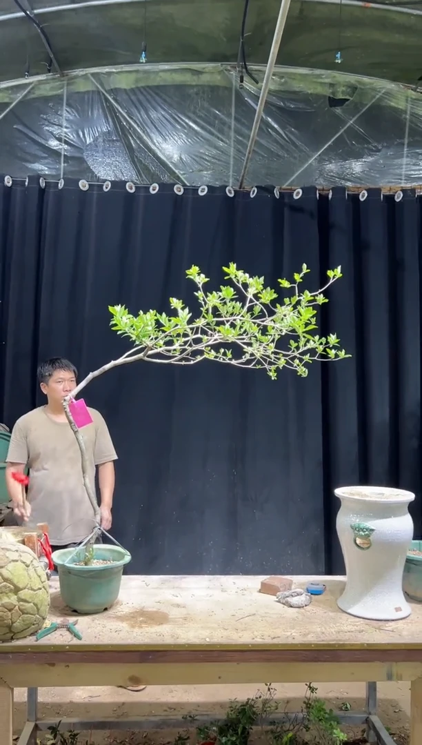 当前无花栽培后可以开花一**画海岛栀子花