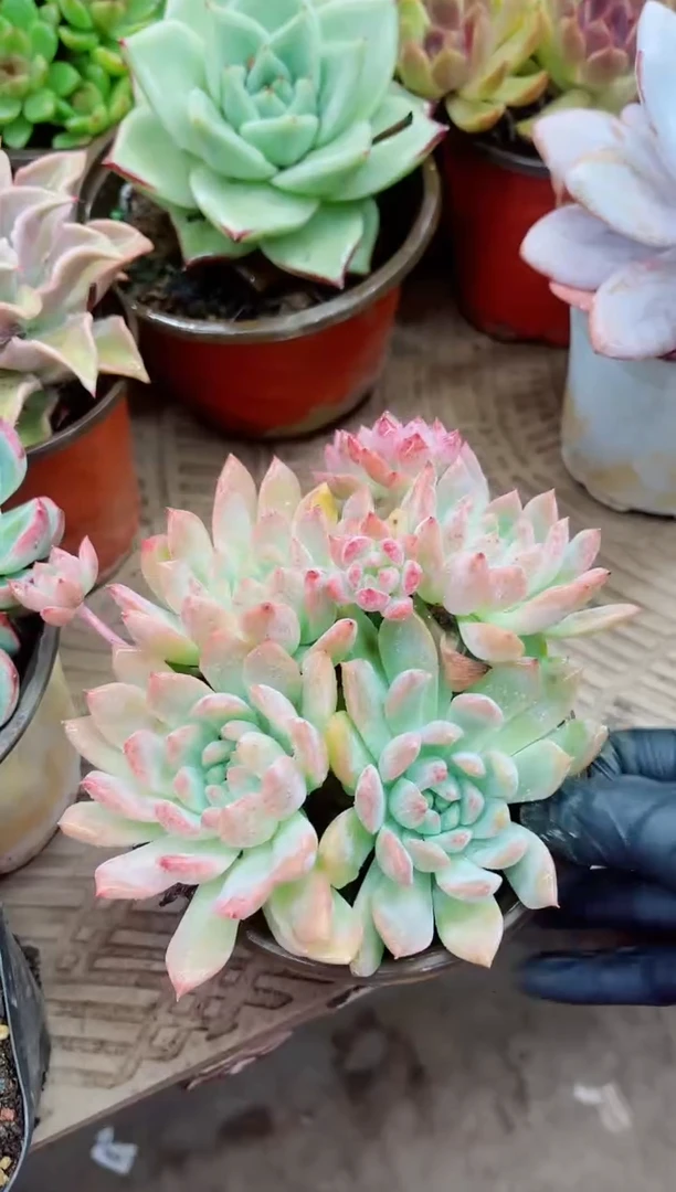 唯**节20007多肉植物一物一拍