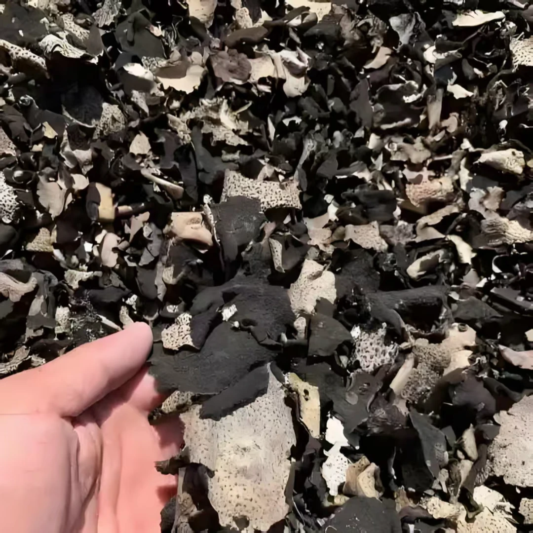 石耳岩耳大别山特产肉厚煲汤海拔1000米以上来自即食明太鱼干