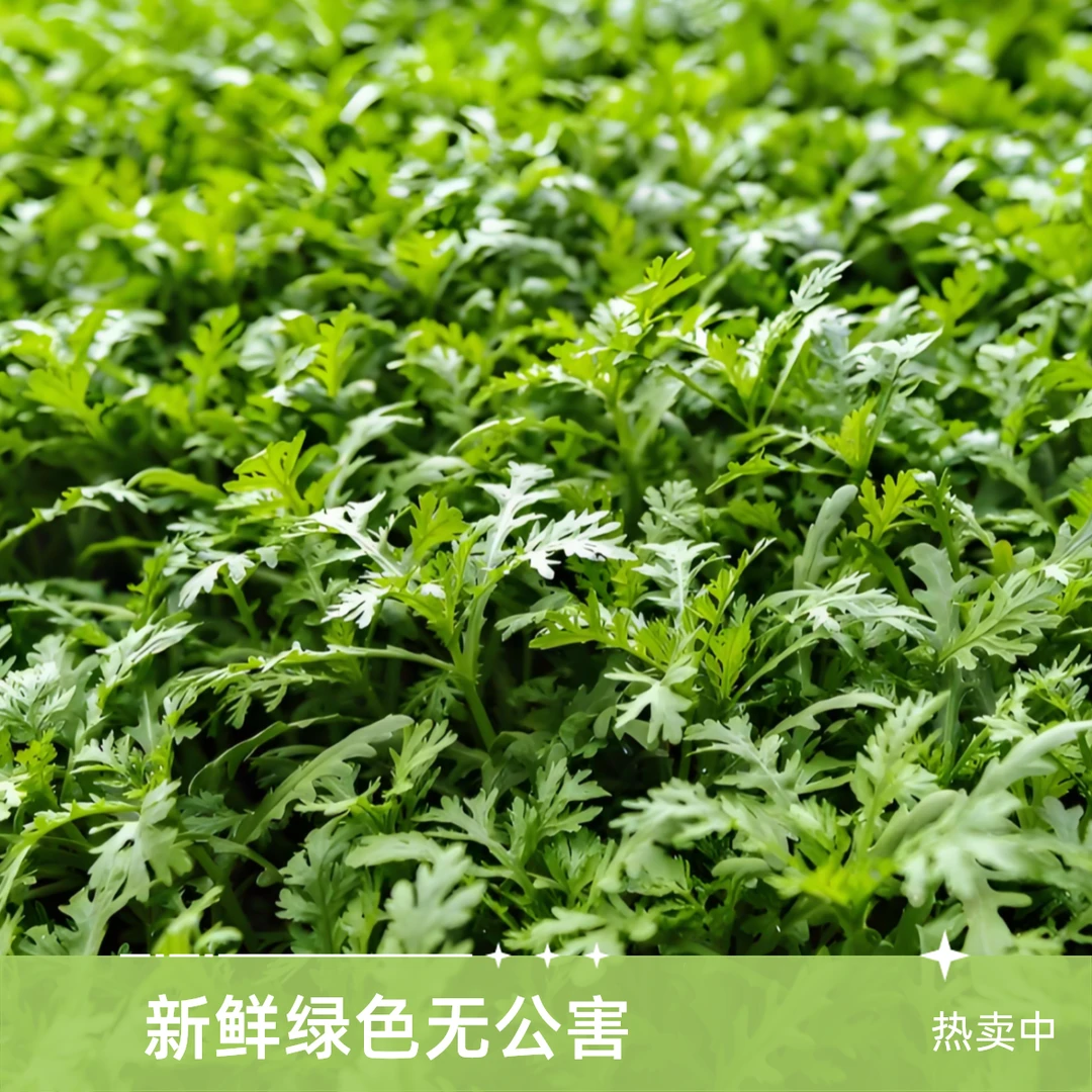 【配送到家】新鲜茼蒿菜200±10g