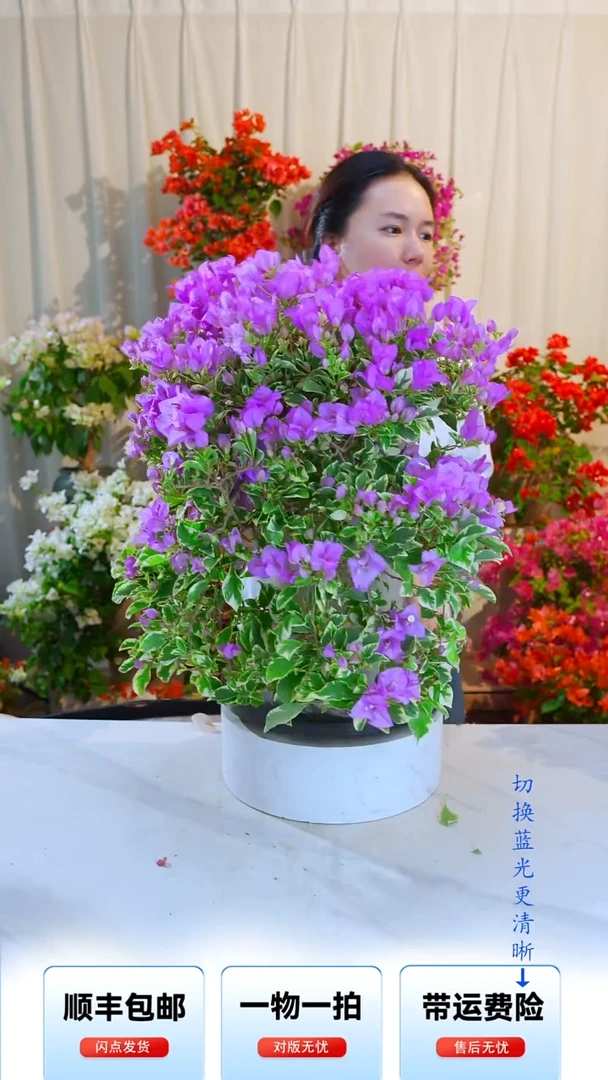 大部分开放少量花苞银边水仙紫