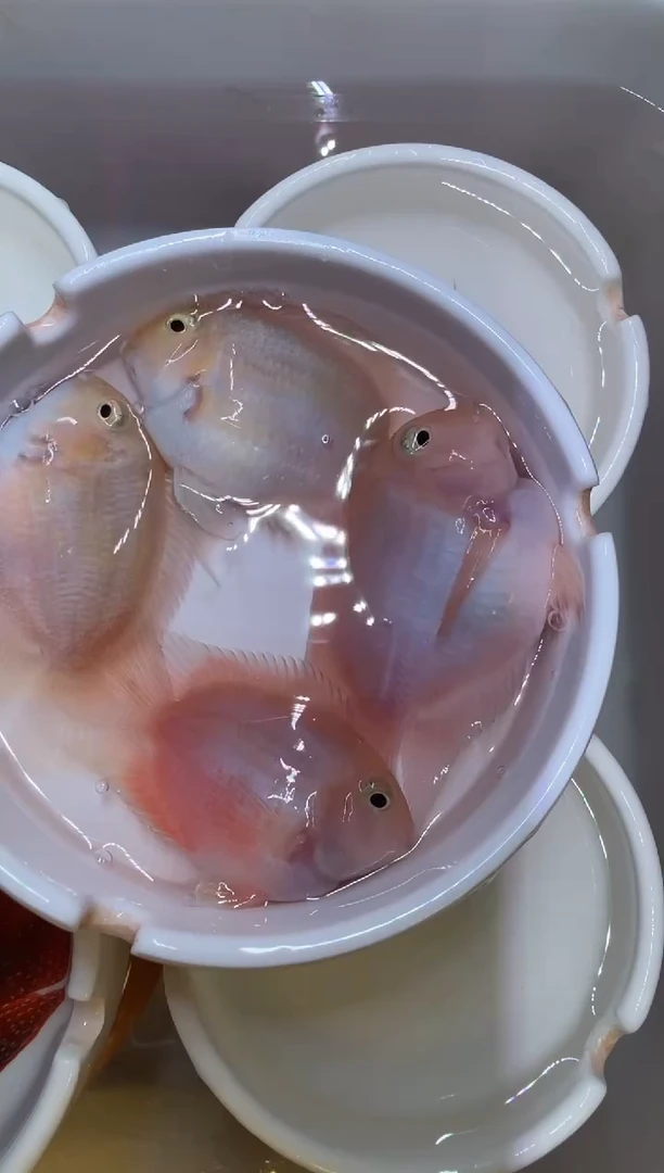 鹦鹉鱼一对白金一对胭脂粉