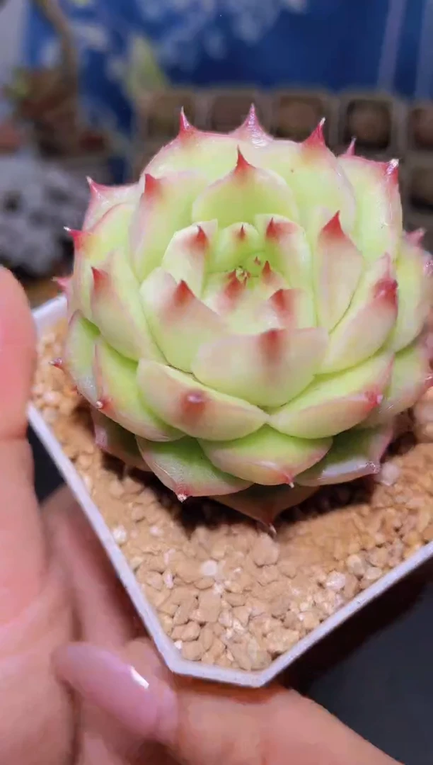 【闪购商品】329翡海胆量拍一颗多肉