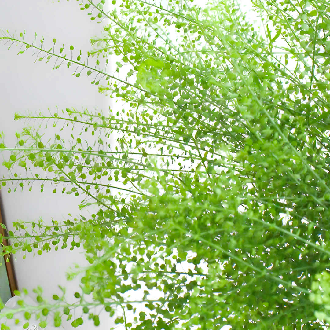 【银座鲜花】绿铃草/绿灵草/绿林草配花原装整扎若干支每扎2单包邮鲜切花家居花生活鲜花