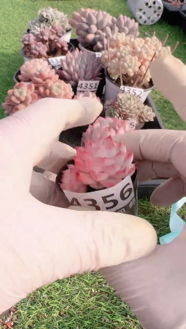 【闪购商品】信福多肉一物一拍