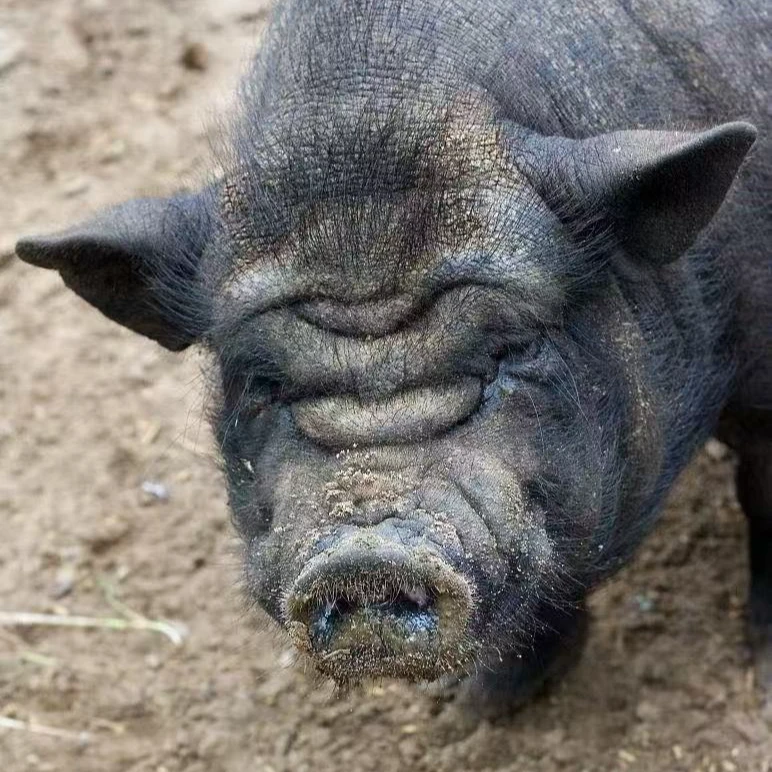 粮食土黑猪 现称链接