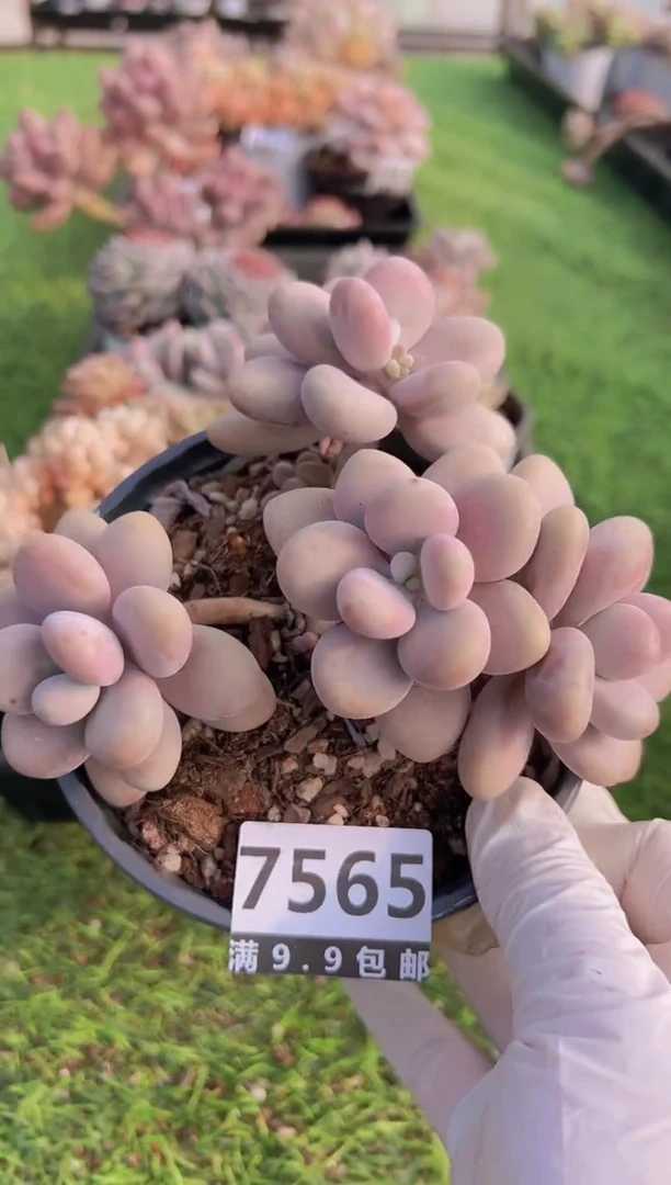 【闪购商品】信福多肉一物一拍