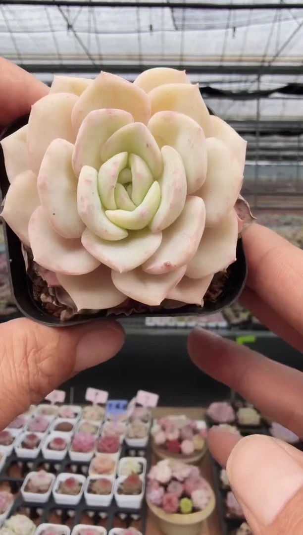 东云多肉园新款-255