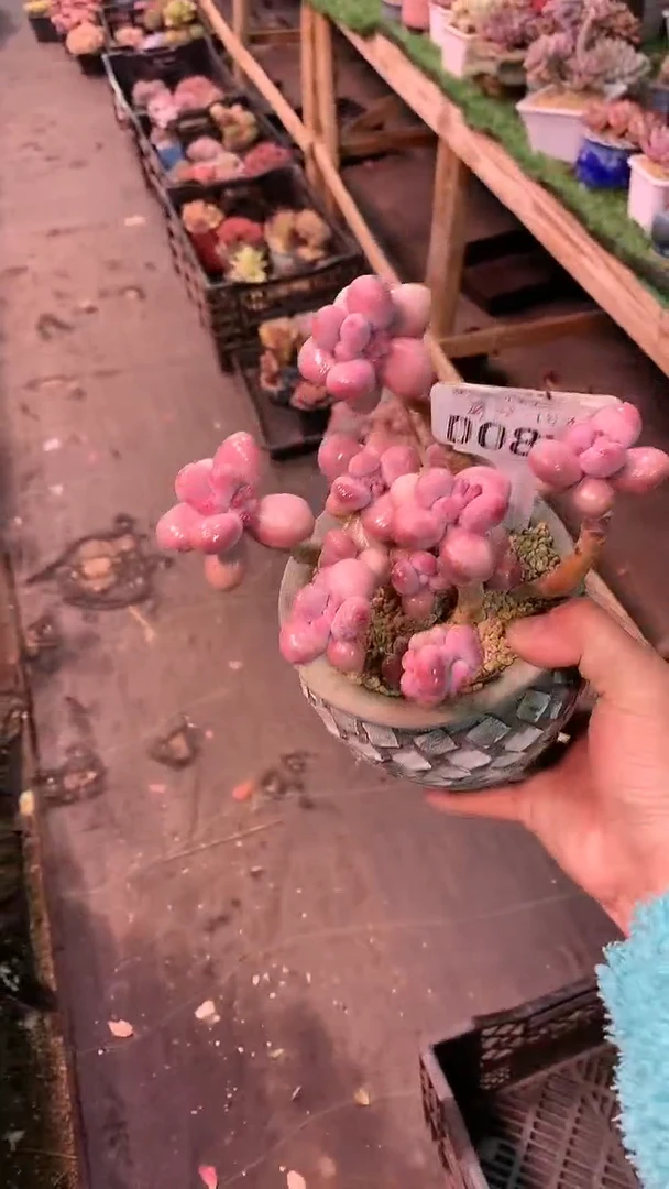 【闪购商品】008WWW