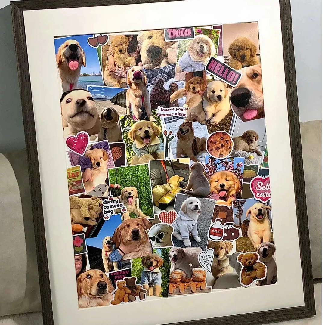 （教你如何挑选）比熊博美萌宠可爱活跃家庭小能手挑选相册