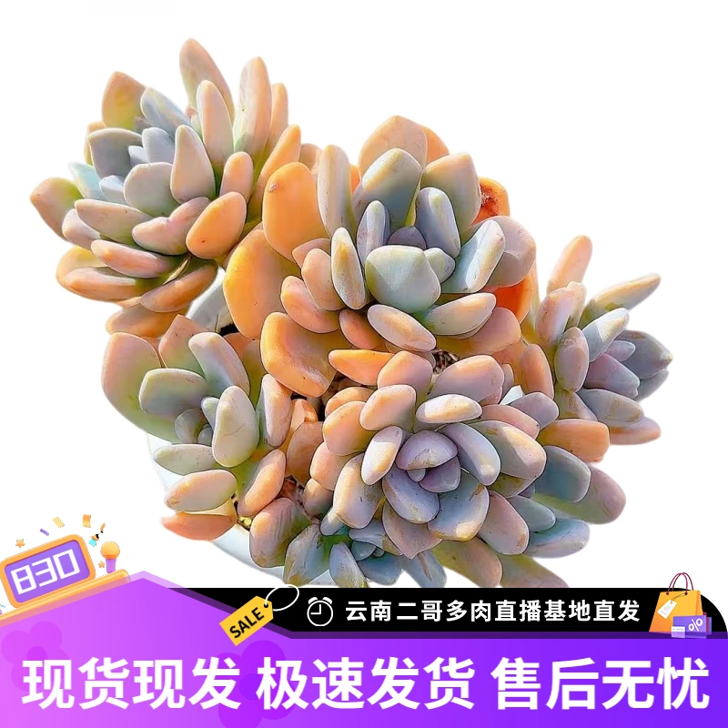 【老桩冬美人 满9.9包邮】星花怒放阳台露台办公室绿植栽种养护叶