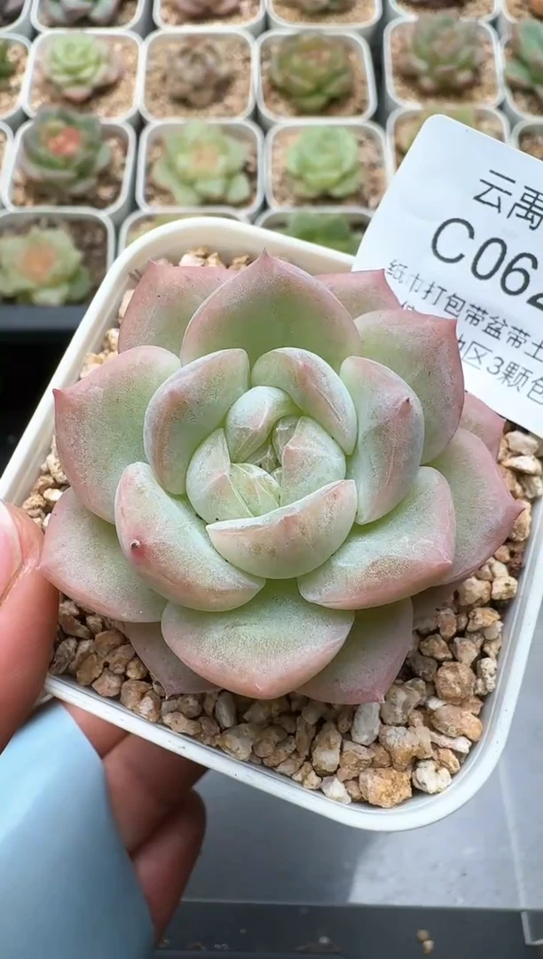 629C云禹多肉植物 带盆土纸巾打包 3颗包邮