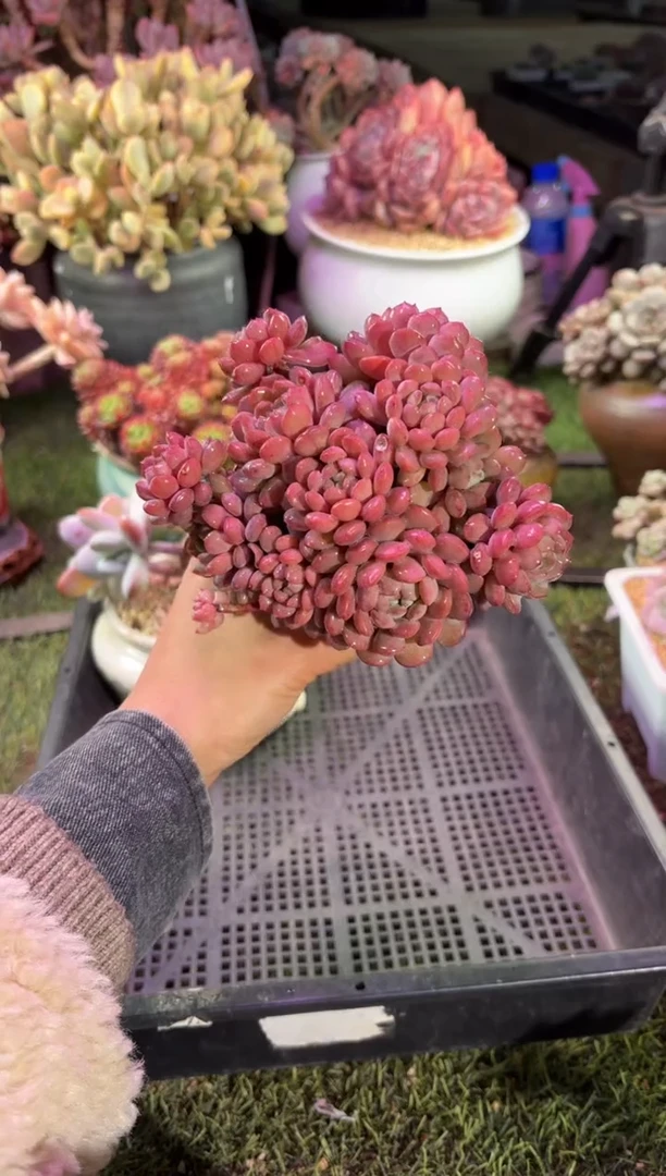 【闪购商品】06424