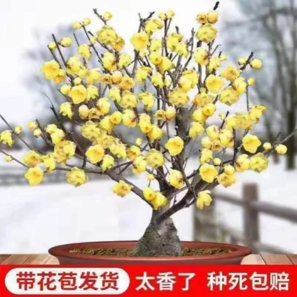 耐寒腊梅【带花苞】20天开花浓香梅花地栽盆栽树苗四季开花室外植物