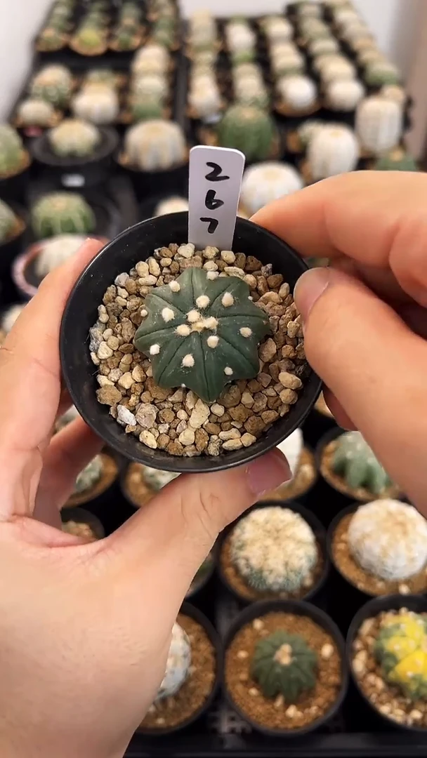 指纹海星实生根星兜编码267