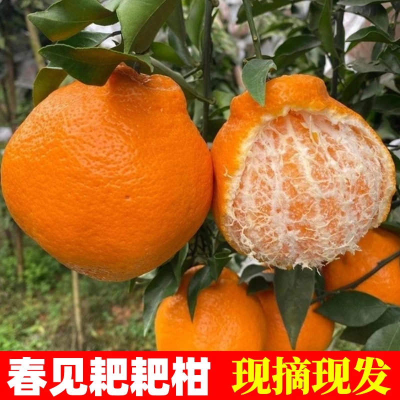 四川正宗春见耙耙柑  树上熟现摘先发 产地直发 新鲜爆汁