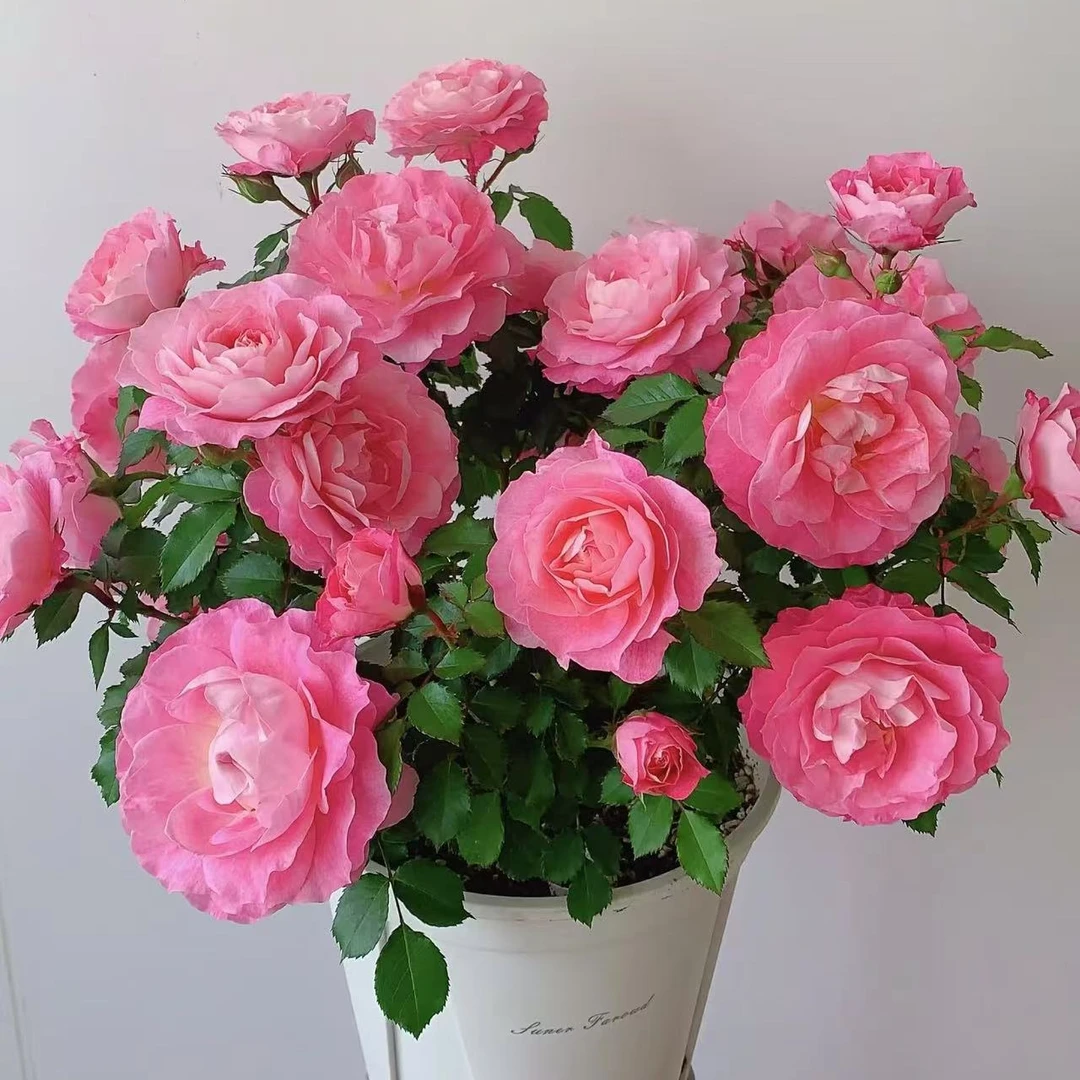 海神王 特大苗四季开花浓香月季