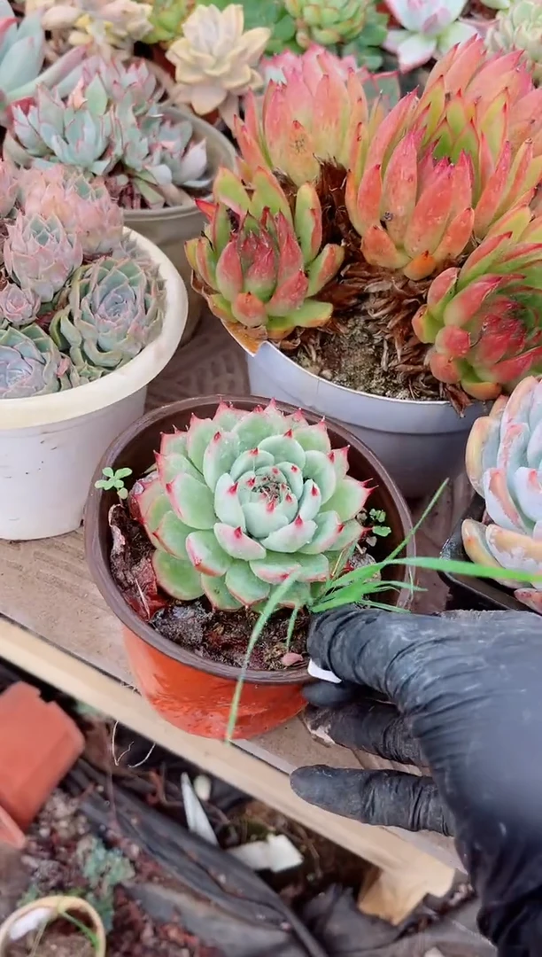 小*明多肉植物一物一拍27154