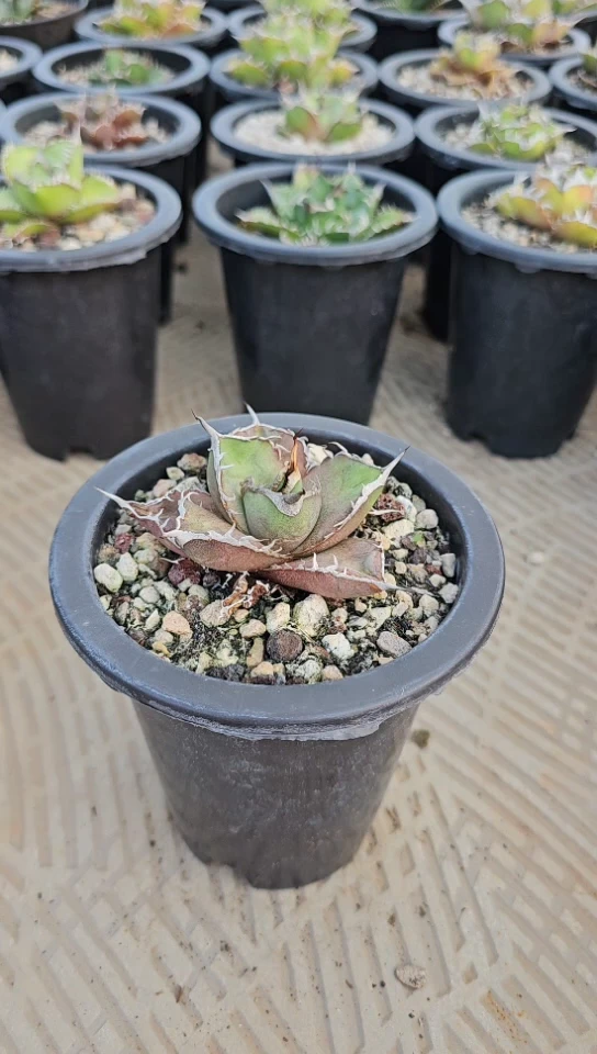 【绿肌籽播实生】有根苗(直播竞拍/基因保证/非组培)