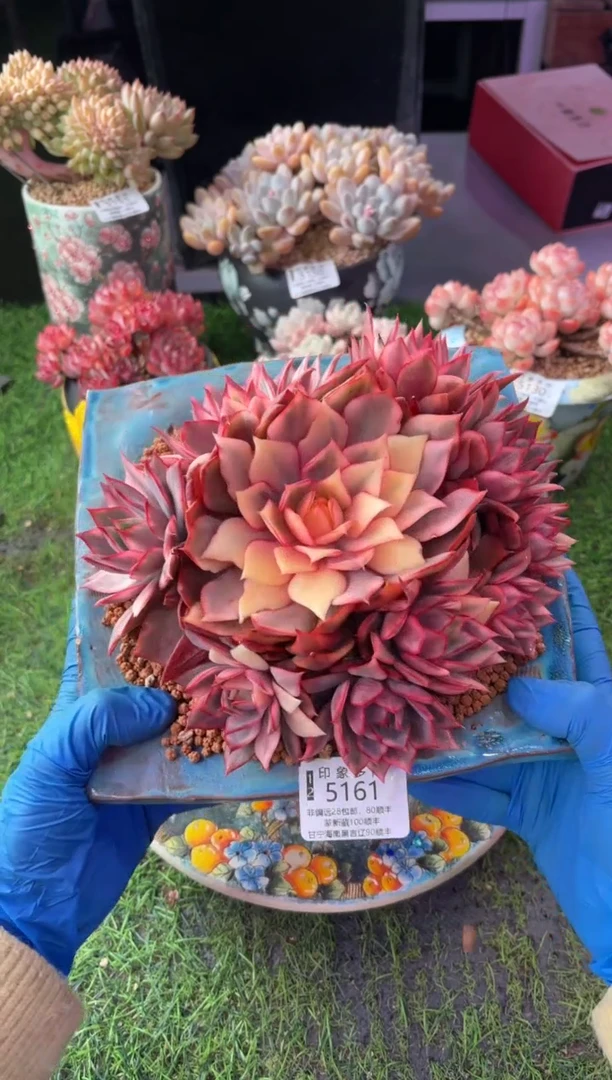 昆明印象多肉5161