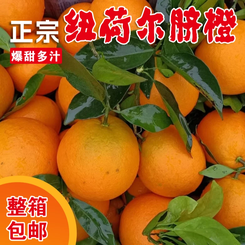 高山纽荷尔花皮脐橙榨汁脐橙新鲜孕妇水果产地直发
