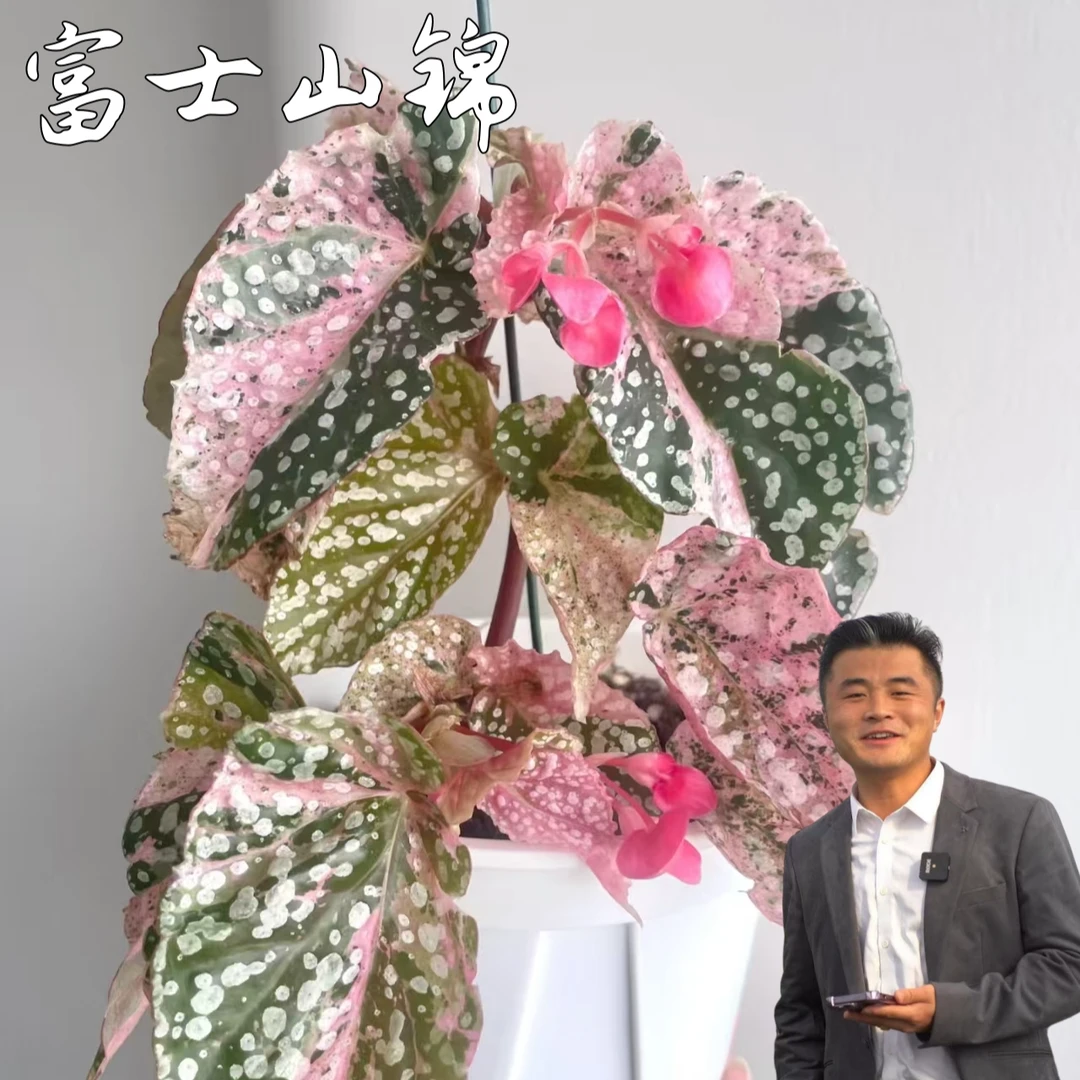 【热植馆】富士山锦秋海棠好养网红ins风带植物绿植室内植物