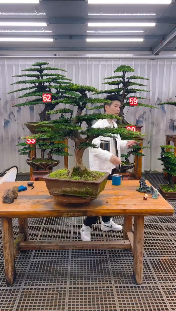 无花朵皖**涵精品盆景直播间一物一拍