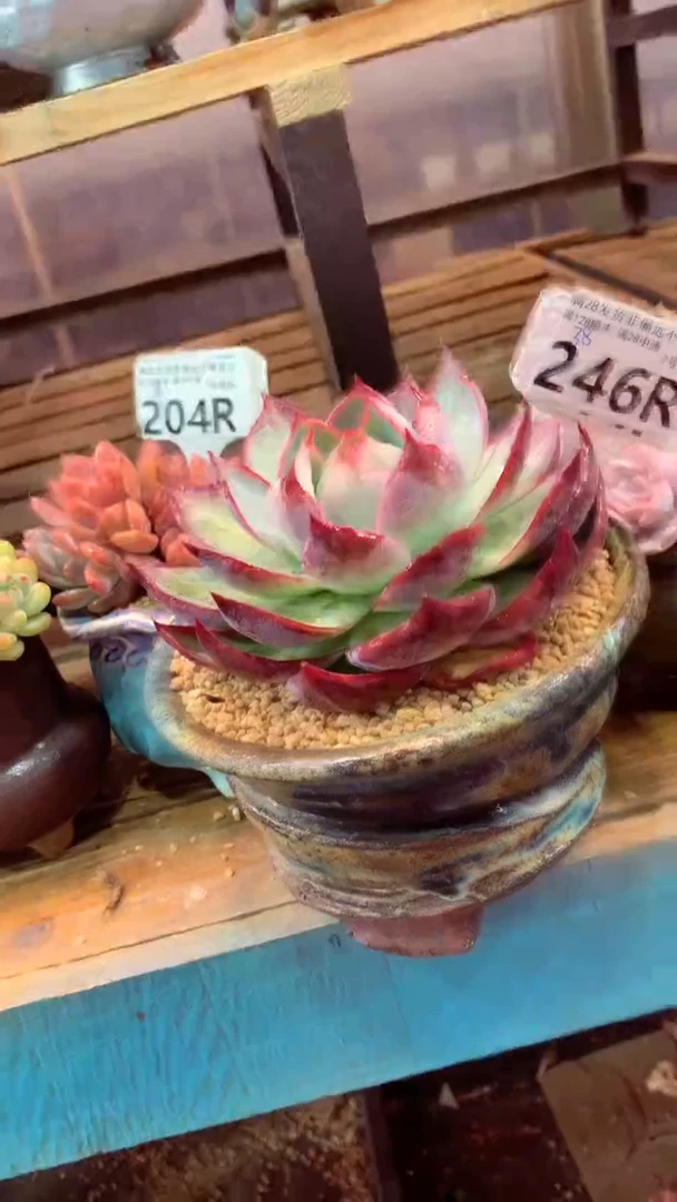 246R（一物一拍实付满28发货，默认不带盆土）