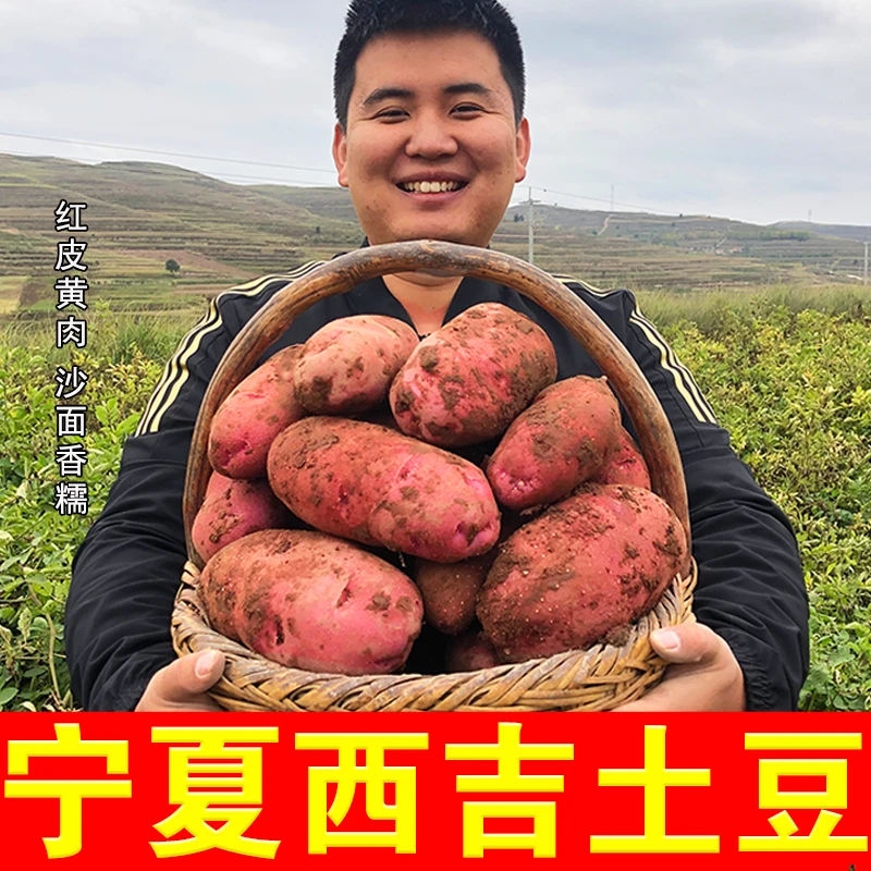 【直播特价】宁夏西吉红皮土豆新鲜黄心洋芋马铃薯自种洋芋蔬菜沙面