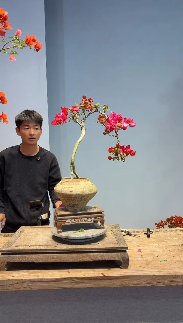 以实际为准三角梅82