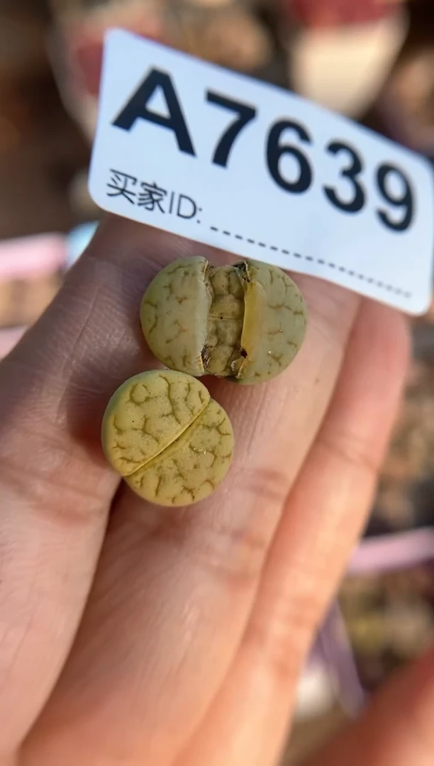 【闪购商品】7639直播一物一拍