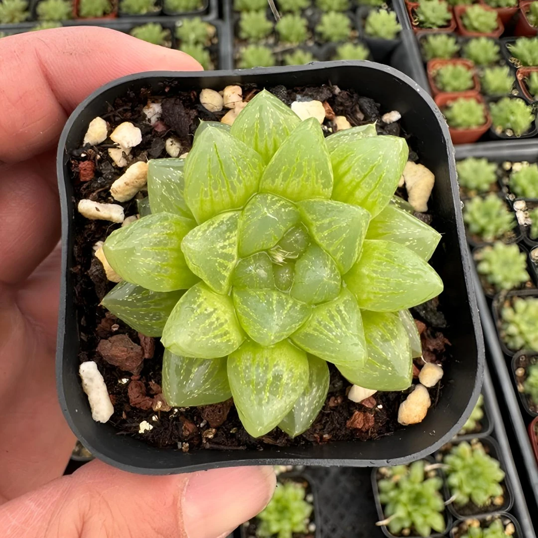 多肉玉露十二卷 雪花玉露 到手2颗 带盆土拼满18包邮发货