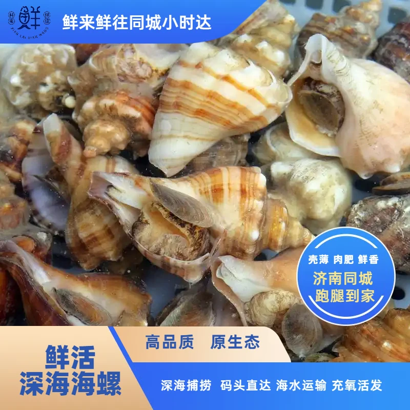 【鲜活】深海海螺 1斤 约8-10个 鲜嫩多汁【保鲜不保活】介意慎拍