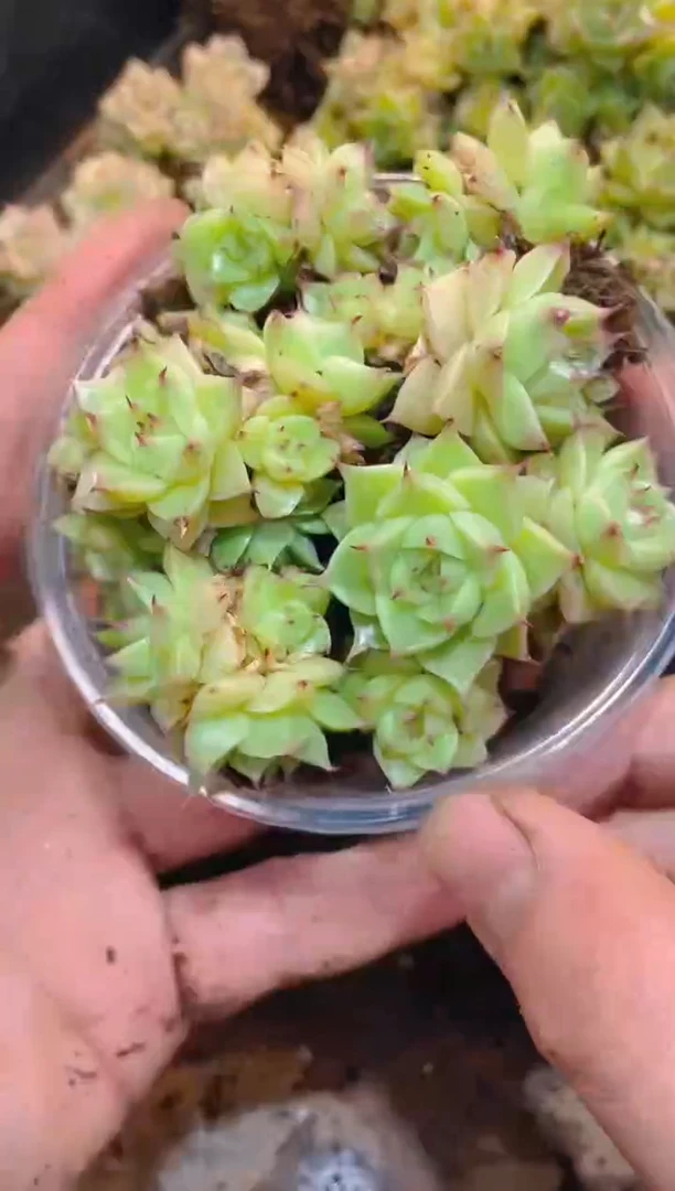 239星怒麦秆   量拍