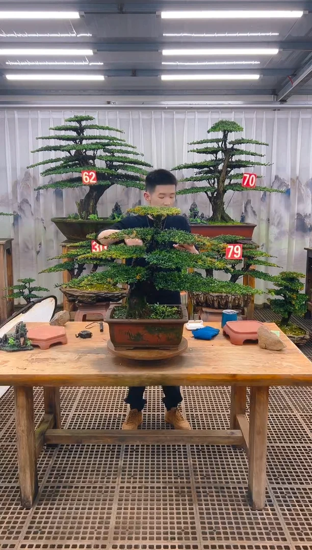 无花朵意**饮精品盆景直播间一物一拍