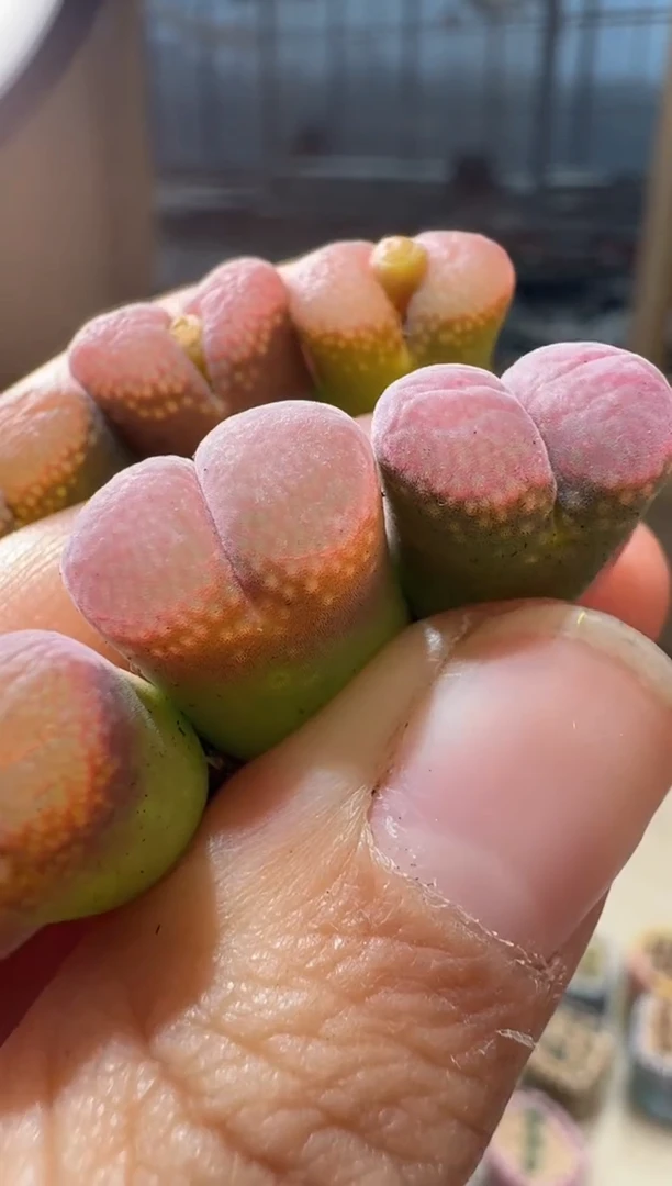 166多肉植物肉锥梅子风铃一颗