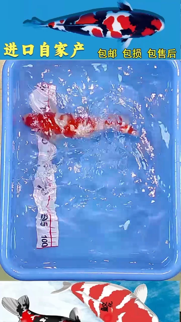 锦鲤2025/12 /28悦鲤阁甄选锦鲤--52