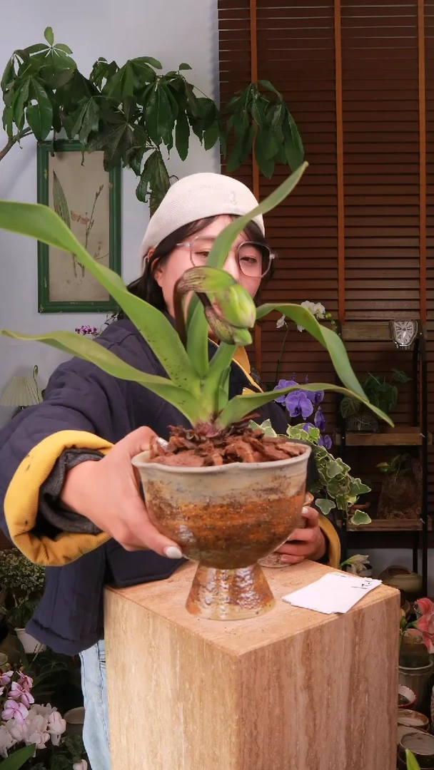 全部花朵 红魔帝兜兰 带盆 种好发货 顺丰包邮