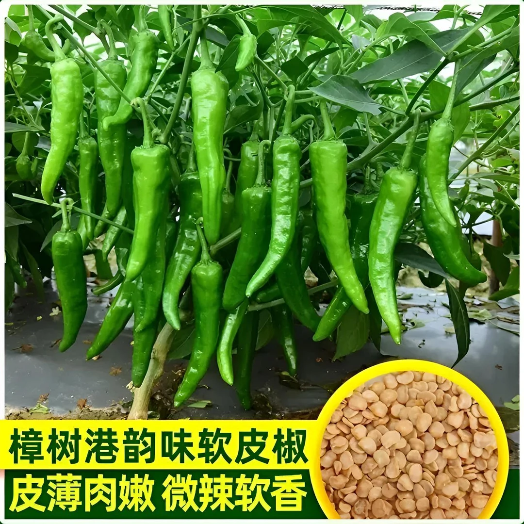 樟树港椒种子樟树辣椒种子家庭盆栽地栽南北方均可种植