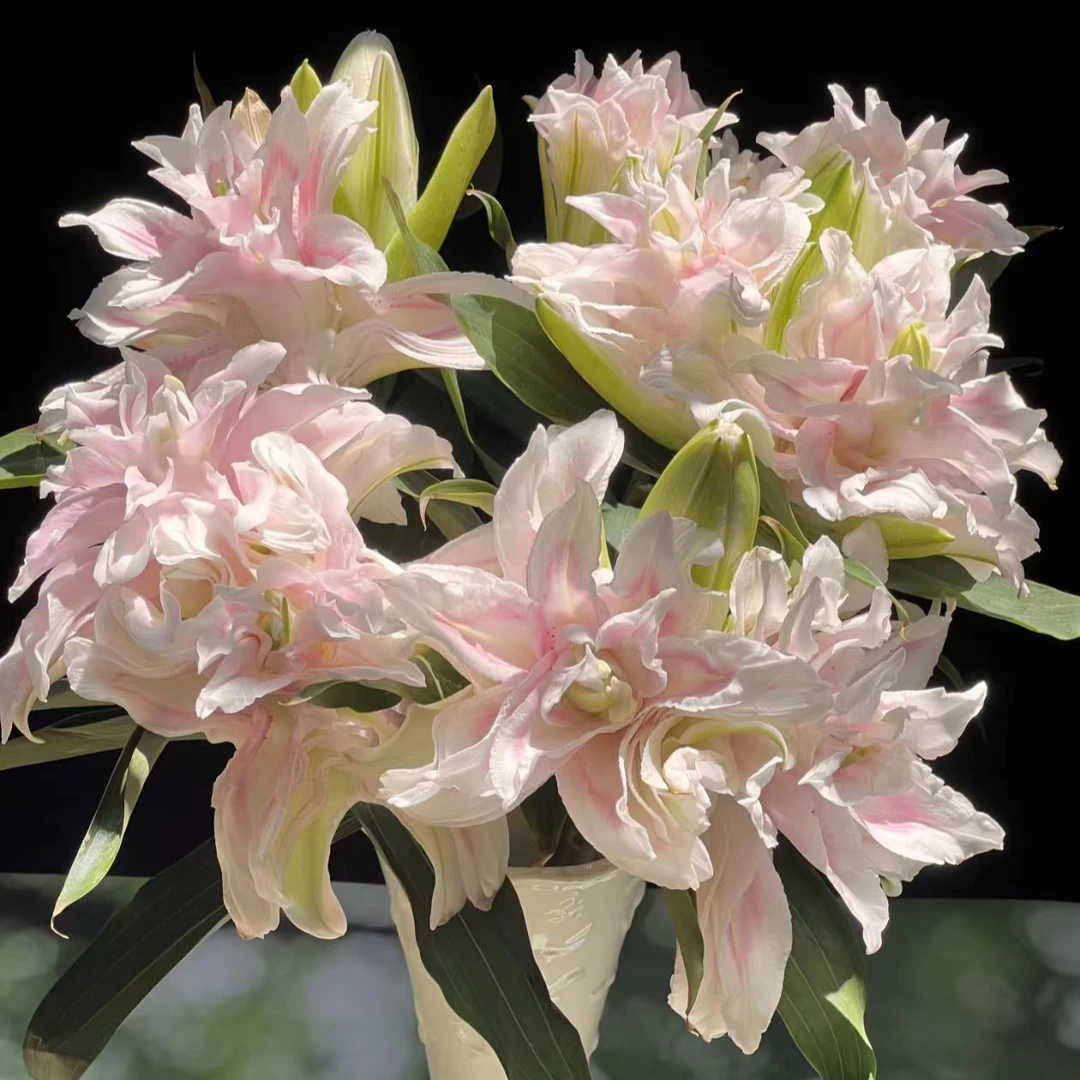 【基地直发】重瓣系列  粉霞 重瓣百合