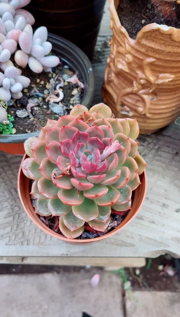 25094多肉植物一物一拍