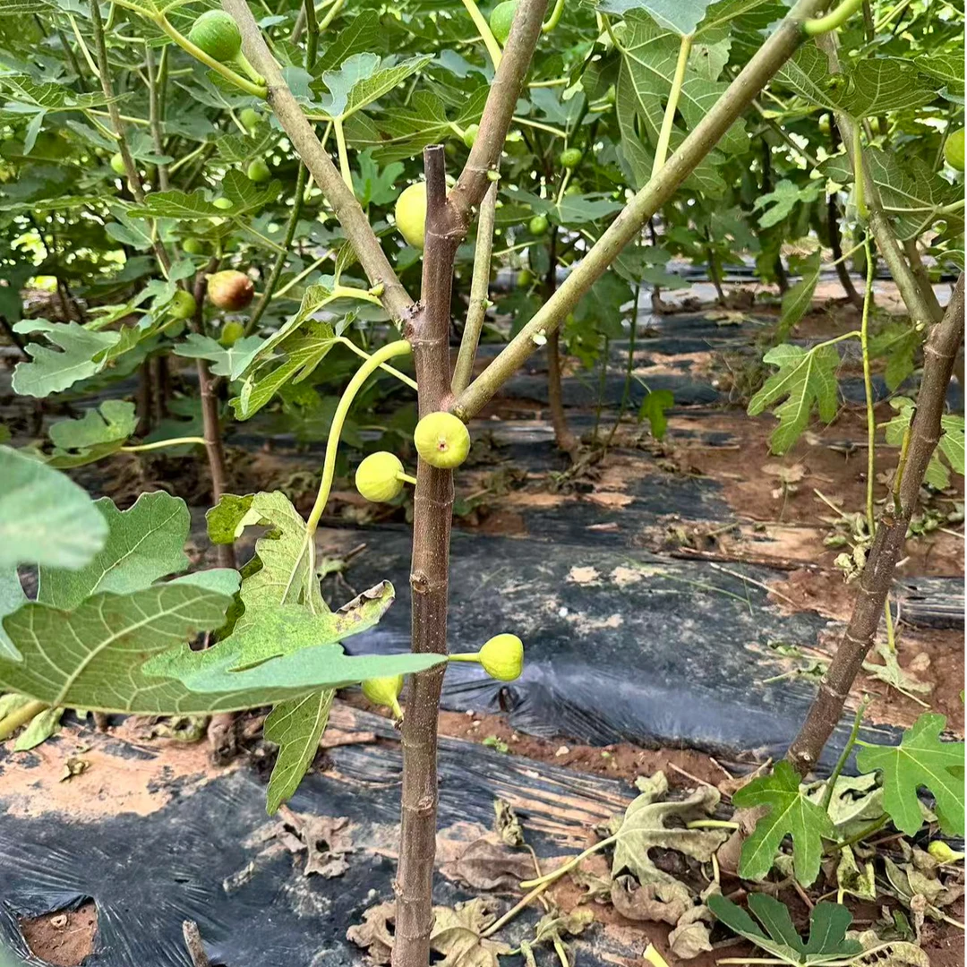 3CM无花果树苗裸根泥浆发货